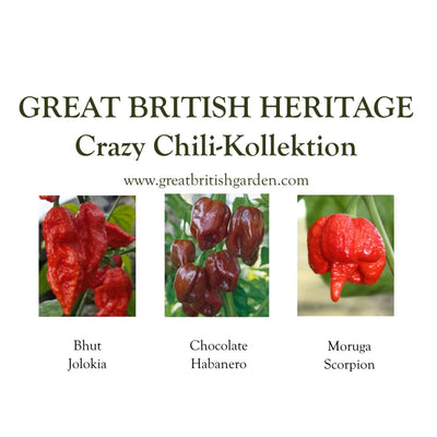 Saatgutbox Crazy Chili