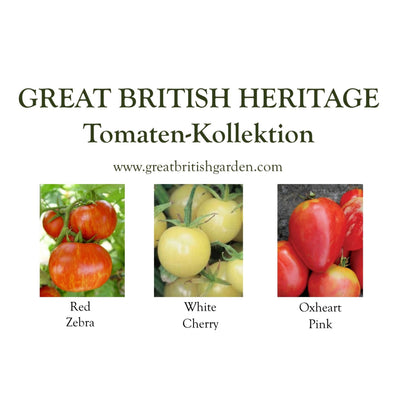 Saatgutbox Tomaten
