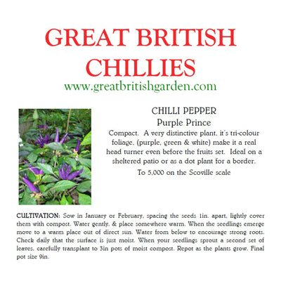 Chilisamen Purple Prince