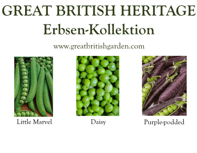 Erbsensamen
