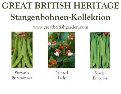 Stangenbohnensamen